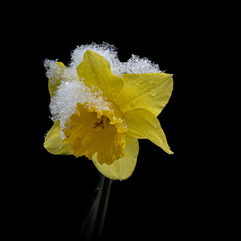 Osterglöckchen und Pulverschnee