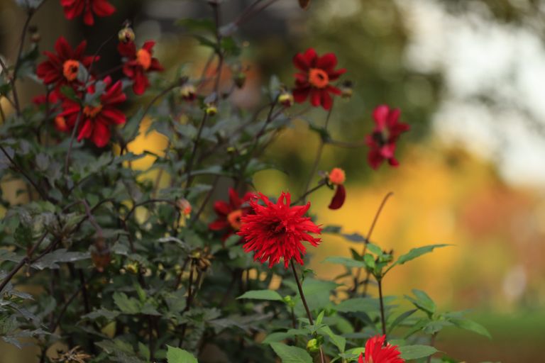 Blüten 200mm