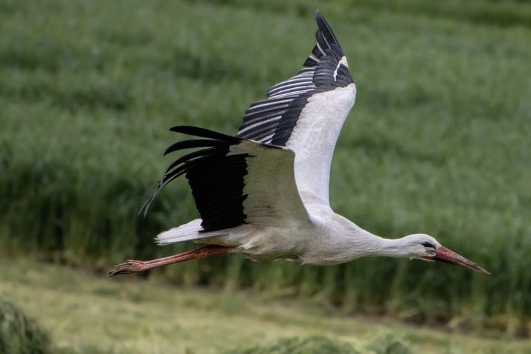 Storch im Flug