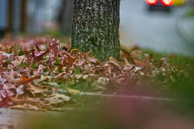 Blüten 200mm