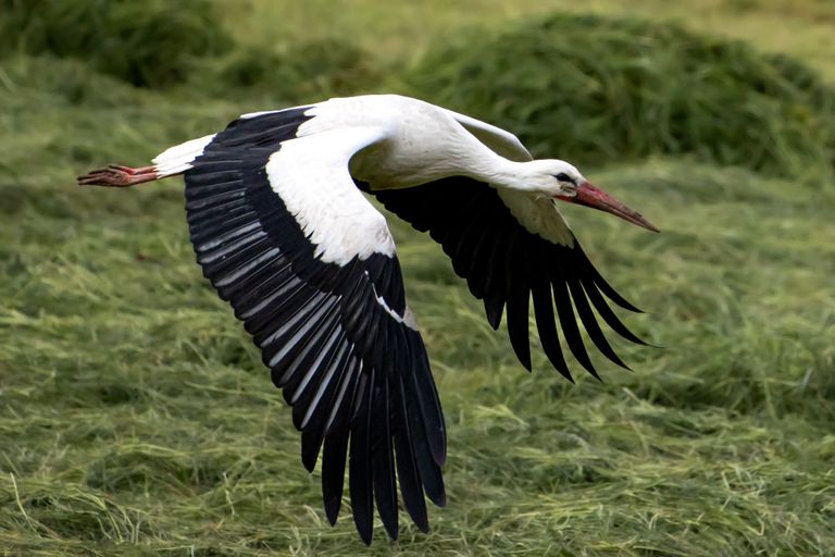 Storch im Flug