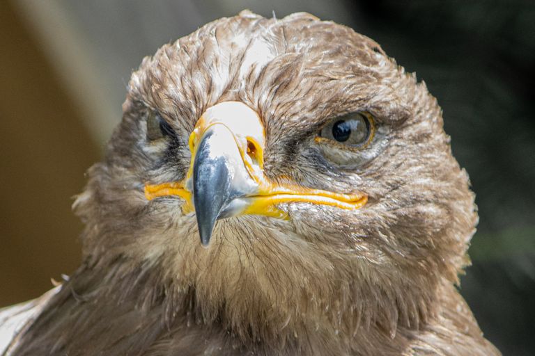 Seeadler