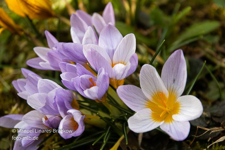 Frühlingsblüten