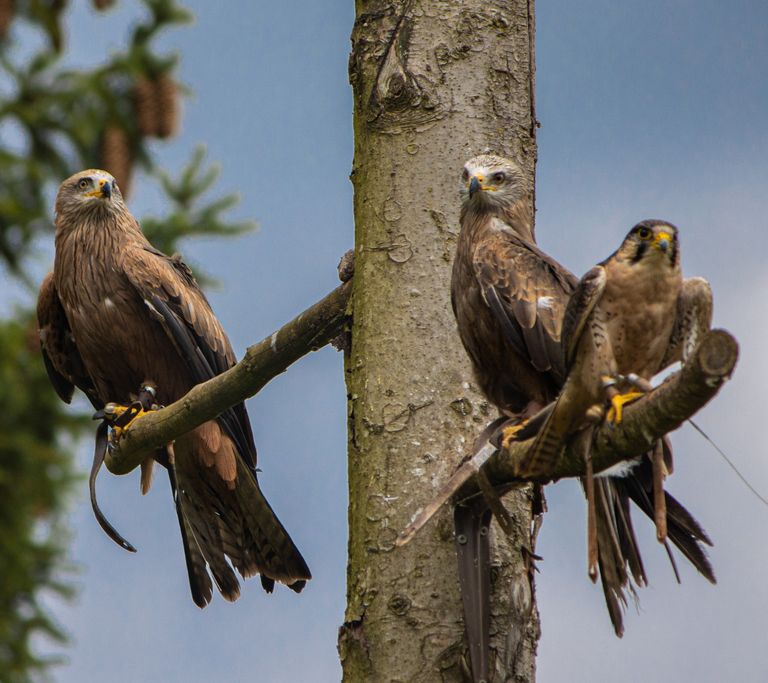 Dreierlei Raubvögel