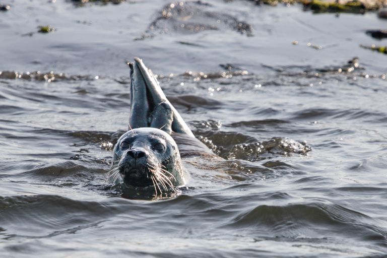 Seehund - Wildlife Fotogografie