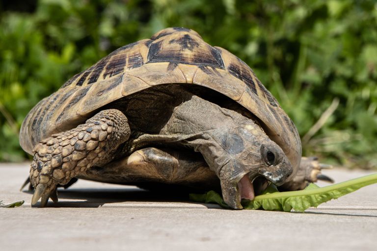 Schildkröte beim Essen