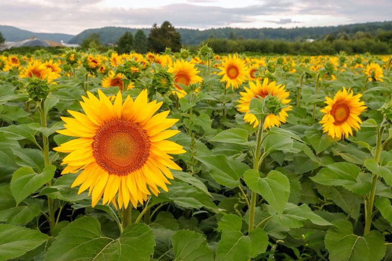 Sonnenblumenfeld