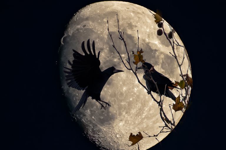 Rabenpärchen vor dem Mond