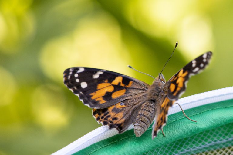 Schmetterling - Distelfalter