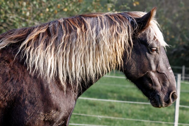 Portrait Pferd