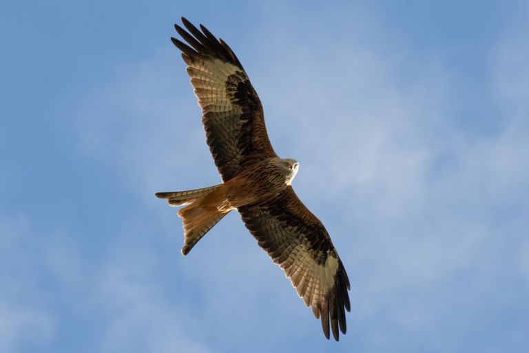 Rotmilan im Flug