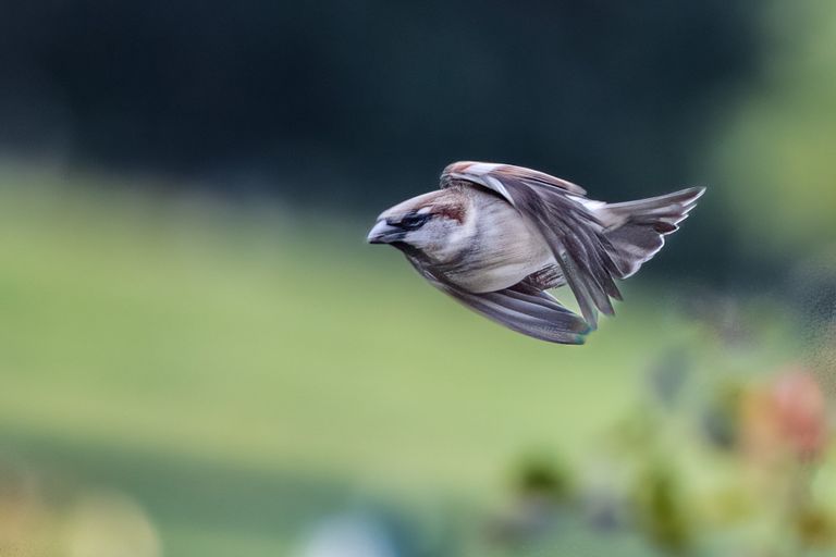 Spatz im vollen Flug