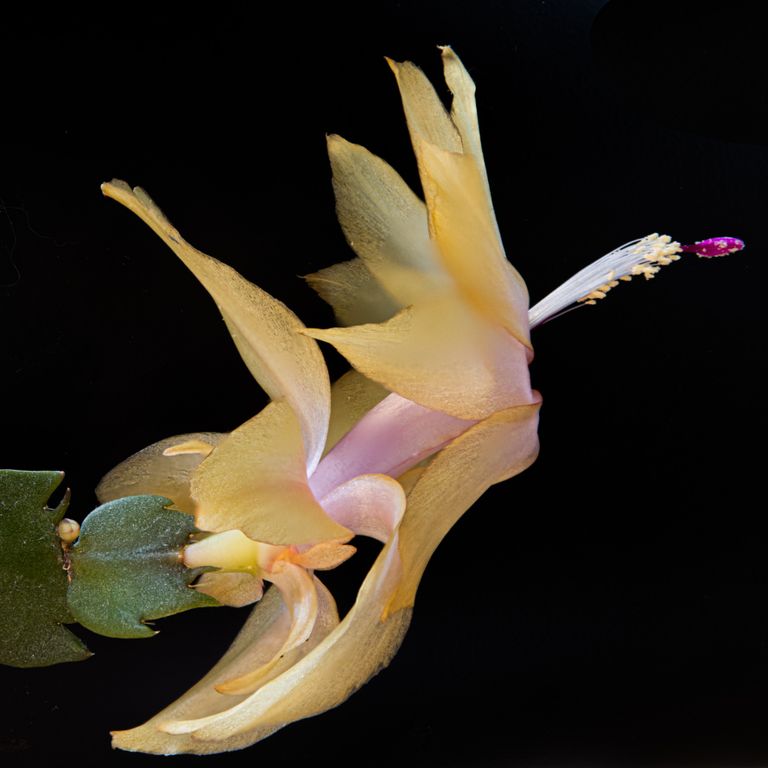 wundervolle Kaktusblüte
