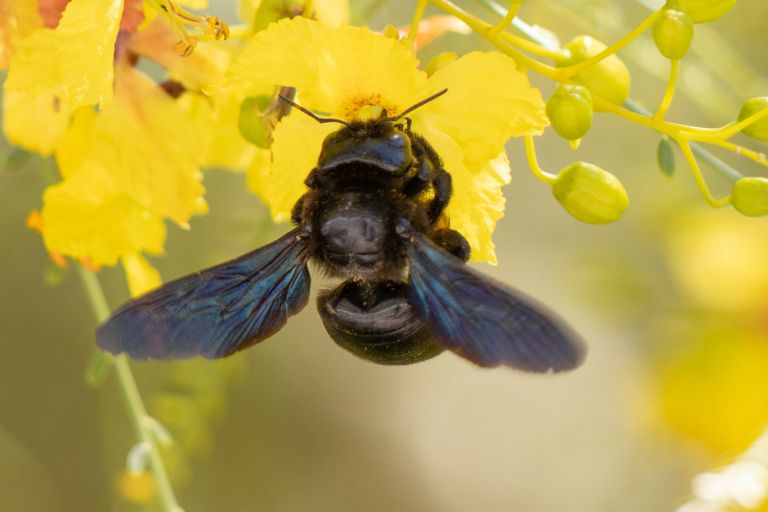 schwarze Holzbiene