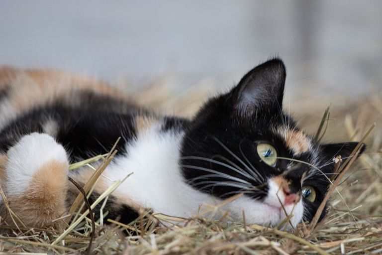 Kitten auf dem Heuballen