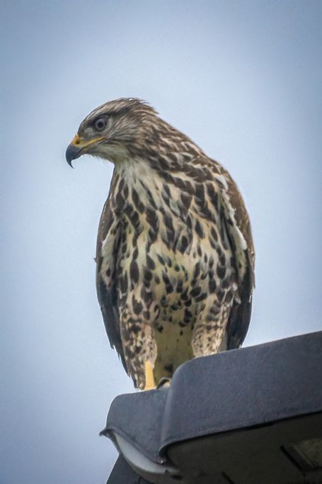 Mäusebussard