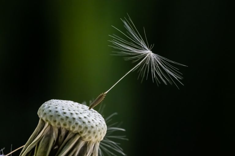 Makro - Last one standing - Pusteblume