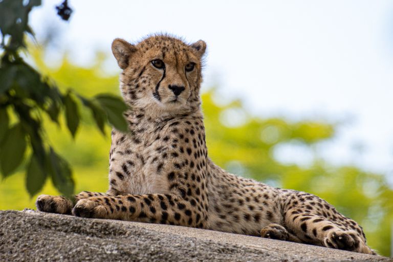 Gepard