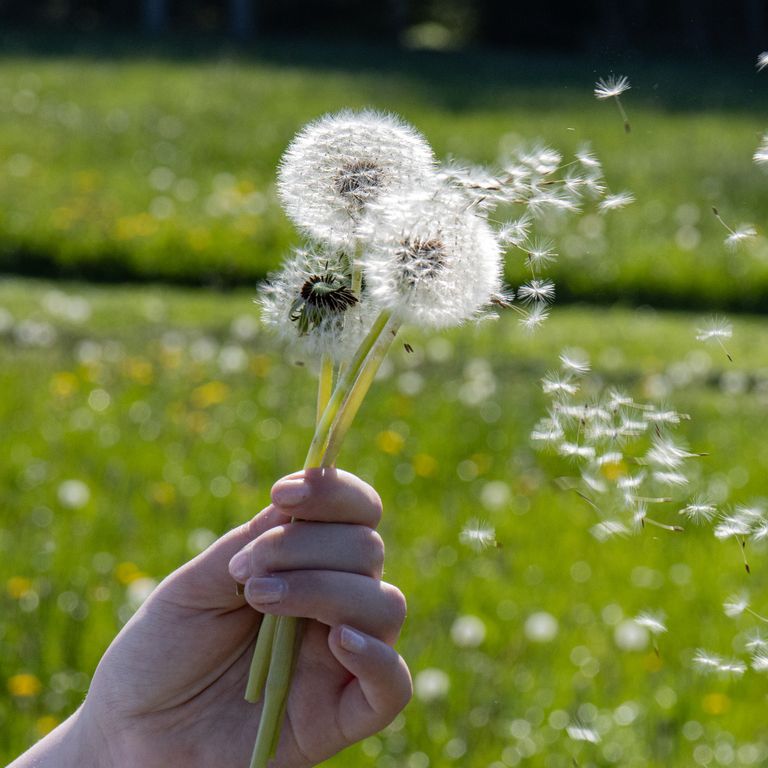 Pusteblume