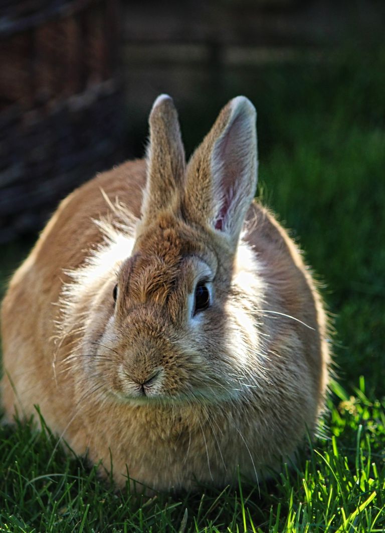 Hase "Frida" Portrait
