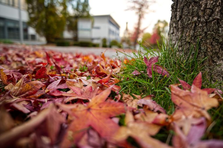 Herbst 13mm