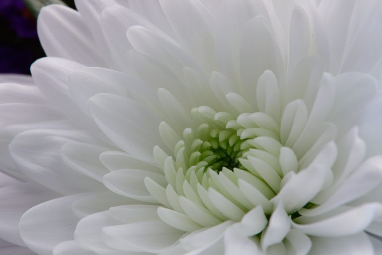 50 shades of white - makro - Blüte