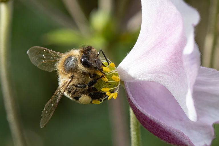 Fleißige Biene beim Nektar sammeln