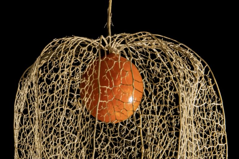 Physalis, fraktale Struktur